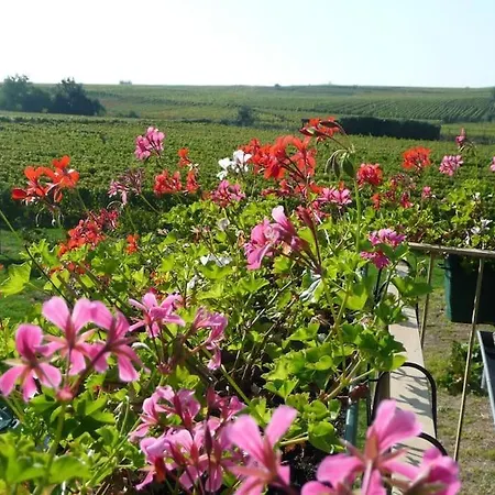 Le Balcon Du Vignoble Apartment
